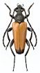 Paracorymbia fulva